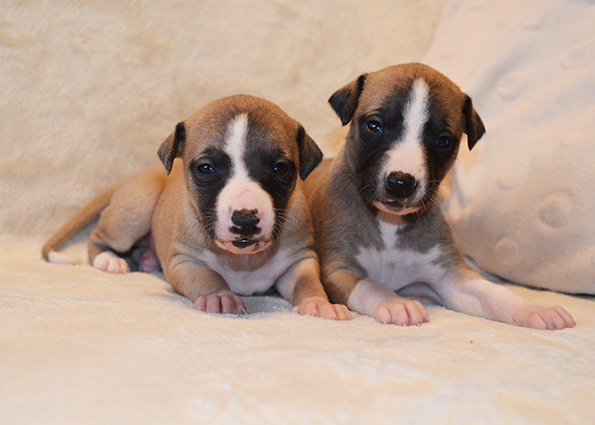 Filisart 2025 - Miot J - suczki